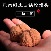 Wenplay walnut Toad head Golden Toad Toad head twist small size Yunnan iron walnut wild pecan play