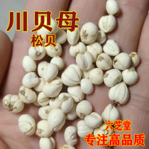 The precious Chinese herbal medicine Fritillaria fritillaris 25g Songbei Feipingbei Chinese herbal medicine encyclopedia store free powder