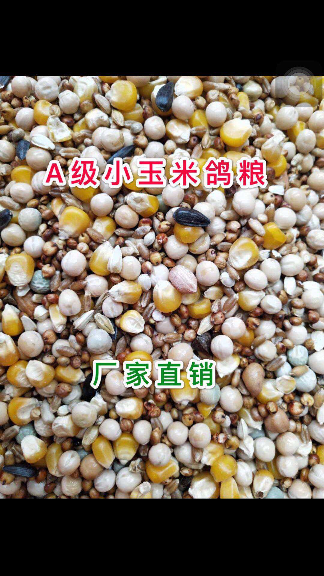 20 Catty Grain Corn Nutrient Racing Fly Dove Grain Racing Pigeon Special Grain Dove Letter Pigeon Feed 19 Province