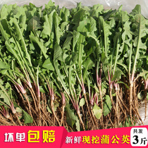 Fresh dandelion wild natural wild vegetable special grade with root pure pudding dip Pickles medicinal leaves