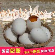 Authentic Earth goose eggs fresh farmhouse free-from-day New eggs pregnant women go to fetal poison baby supplementary food oversized 6 pieces
