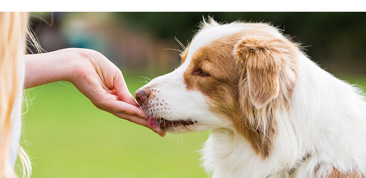 Ouli thức ăn cho chó tuyệt vời 15kg protein thể thao hạt kép Teddy Samura Labrador Golden Retriever giống chó vào thức ăn cho chó - Chó Staples hạt smartheart