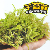 Climbing pet mat Moss moisturizing Turtle hibernation moss winter supplies Coconut brick Coconut brick grass turtle Brazilian turtle sandbox