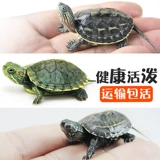 Китайская черепаха Маленькая черепаха живые тела бразильские саженцы домашняя вода Золотая линия черепаха Живая чернила черепаха саженцы черепах