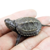 Китайская черепаха Маленькая черепаха живые тела бразильские саженцы домашняя вода Золотая линия черепаха Живая чернила черепаха саженцы черепах