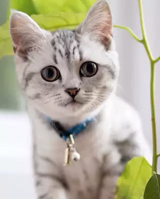 Living cute orange cat civet cat pet orange white cat milk cat three flower cat cat kitten mouse cat cat cat cat