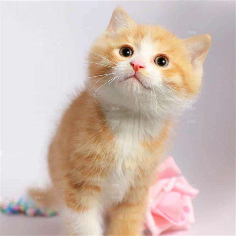Chinese pastoral cat orange cat cute tanuki cat yellow white tanuki white cat black and white cow cat house cat cute kitten