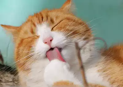 Live cat cubs Tabby Raccoon flower cat Pastoral Orange cat White cat Cow cat Sanhua cat Shorthair cat Lion cat