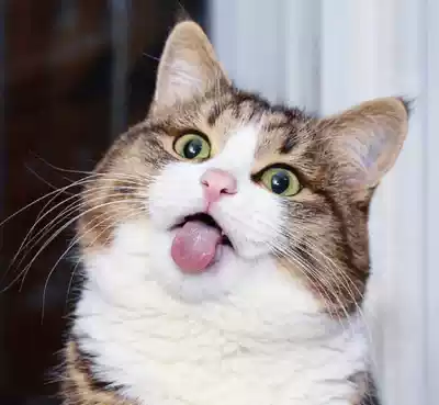 Orange cat live domestic cat civet cat cat kitten black and white cat mouse cat cat cute kitten