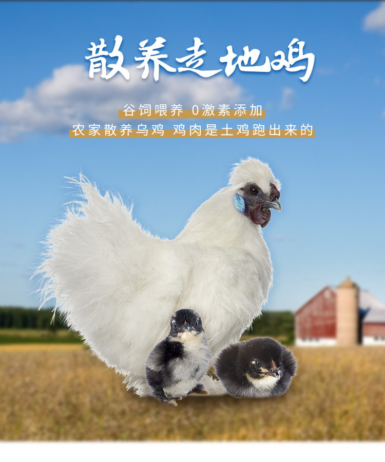 大用好味道 农家散养白凤乌骨鸡1000g*2只 图1