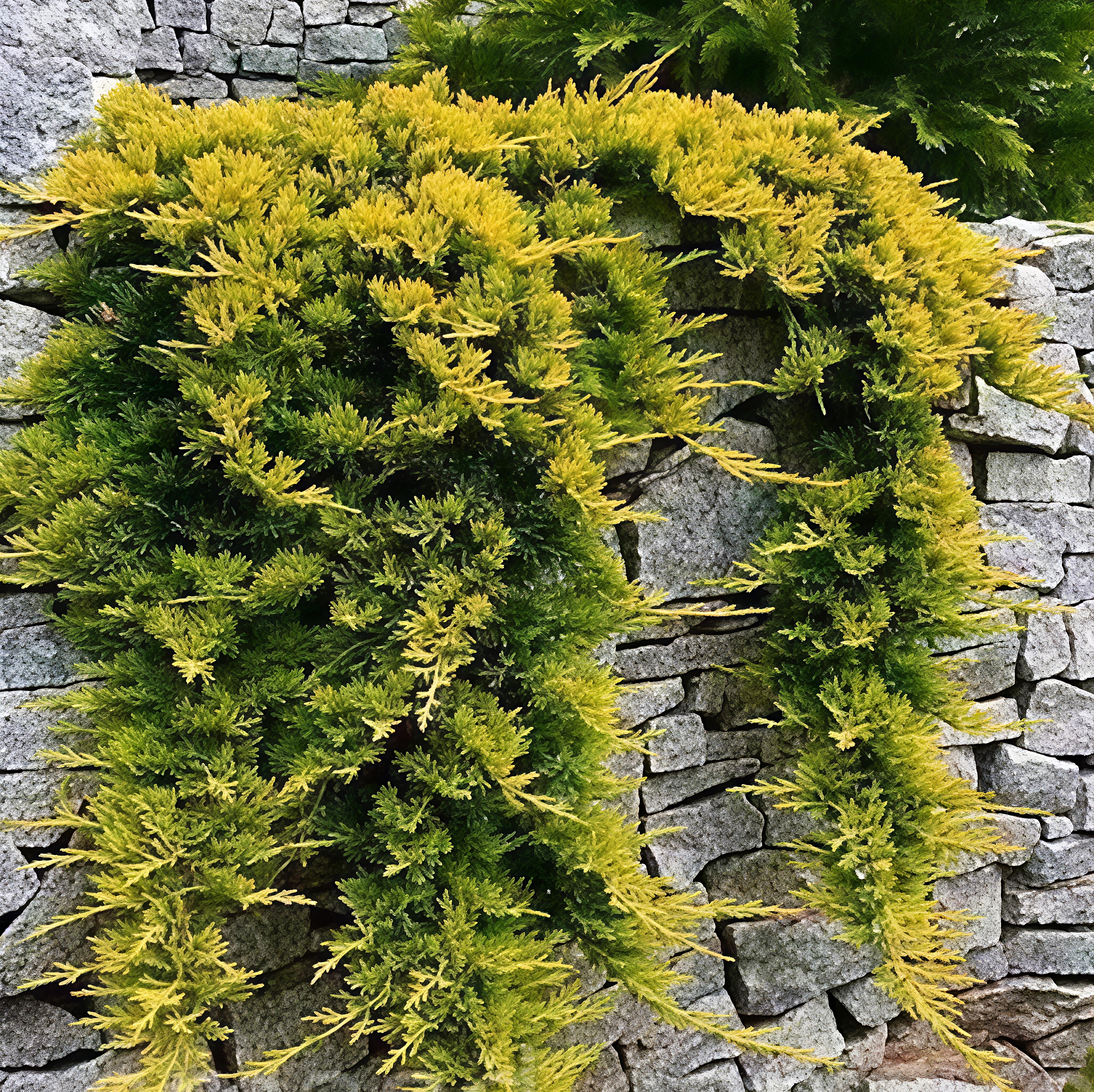 Tile juniper, golden carpet, perennial potted courtyard garden, evergreen plants in all seasons