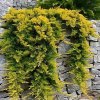 Tile juniper, golden carpet, perennial potted courtyard garden, evergreen plants in all seasons
