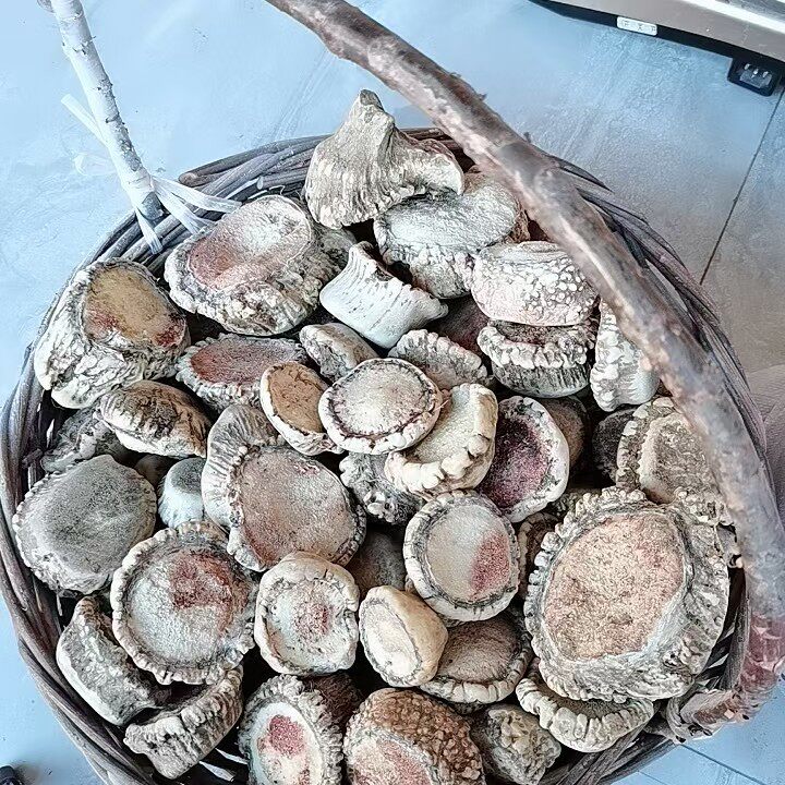 Jilin Deer Farm Plum Blossom Deer Antlers Cap Pure Plum Blossom Deer Deer Antlers Deer Antlers Cap Powder 230 gr Film To Beat