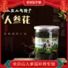 Changbaishan Wanliang Town ginseng township ginseng flower tea big bud 100g canned origin straight hair Buy one get one free