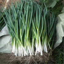 Japanese imported shallots seeds do not bifurcate shallot seeds shallot seeds Four Seasons sowing vegetables