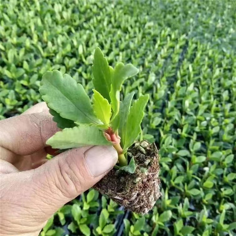 长寿花盆栽重瓣金狐狸大花带花苞花苗四季室内好养的花卉植物客厅