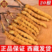 Caterpillar Fungus flagship store Caterpillar Fungus Caterpillar Fungus dry goods box loaded with 1 gr 2 roots 10 gr winter caterpillar and gift canon