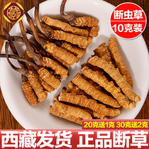 Aweto Break Grass Dry Goods Fresh Head Period Broken Caterpillar Fungus Flagship Store 10 Gram Gift Box For Self-Use Affordable