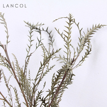 Lancol Nordic Imported Dry Floral Sword Tooth Leaf Home Decoration Soft Dress Light Extravagant Placement Real Flowers Air-dried Goat Horn Leaf