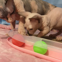 Track Feline Catch Board Cat Toy Corrugated Paper Multifunction Cat Grab Board