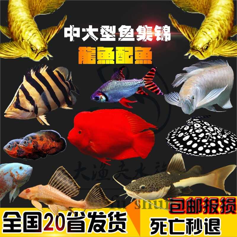熱帶觀賞魚活體小中大型淡水魚地圖魚皇冠金龍魚發財魚招財銀龍魚 熱帶觀賞魚活體小中大型淡水魚地圖魚皇冠金龍魚發財魚招財銀龍魚