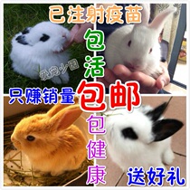 Little gray rabbit baby rabbit lop rabbit cat Rabbit Princess rabbit Mini rabbit pet rabbit only hair Guangdong