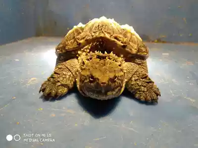 5 a 7cm Pure Buddha Xiaocheng