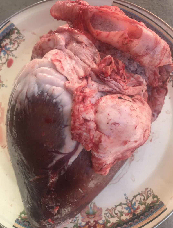 camel heart camel camel meat Inner Mongolia gobi camel fresh