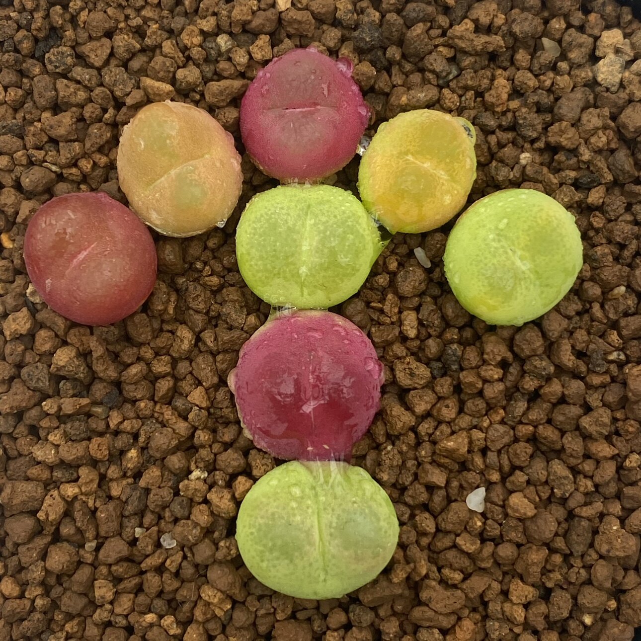 肉满盆