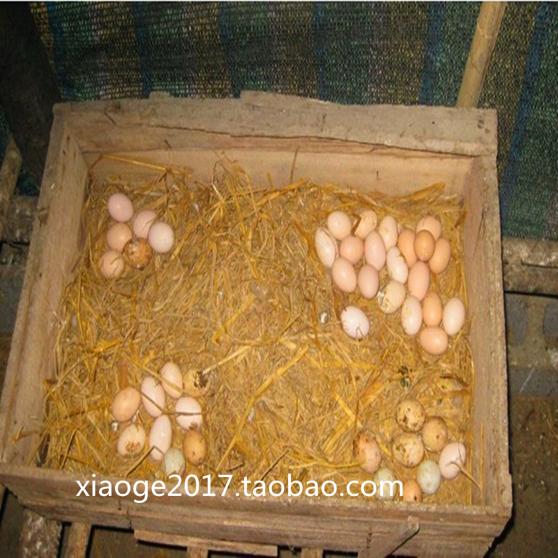 Hunan Xiangxi Earth Eggs Large Mountain Grain Feeding eighteen Dongle Village Woods Scattered Xiangxi Self-raising of 30 Bottling