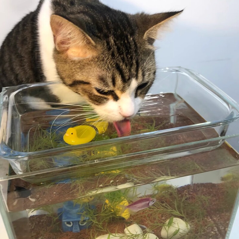 Cat Trick Water Dispenser Fish Tank Cat Drinking Water Small Fish Tank Trick Cat into Drinking Water Fish Tank Water Bowl Trick Water Device Fake Fish for Viewing Cat Trick Water Dispenser Fish Tank Cat Drinking Water Small Fish Tank Trick Cat into Drinking Water Fish Tank Water Bowl Trick Water Device Fake Fish for Viewing
