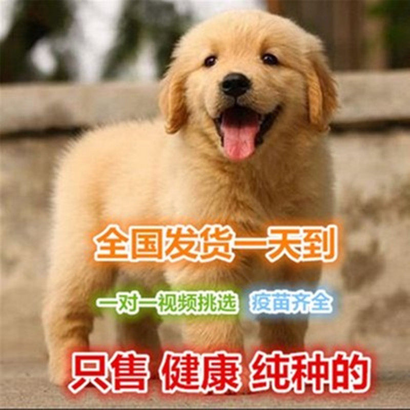 Purebred golden retriever puppy living golden retriever dog golden retriever domestic golden retriever yellow labrador pet dog