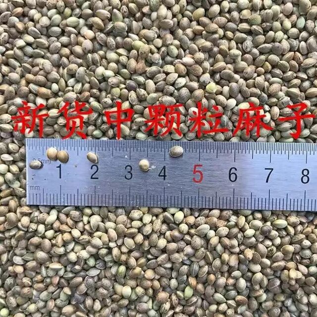 ເມັດພືດຂະຫນາດກາງ pockmarked 2025 ເມັດເມັດໃຫມ່ shelled hamster parrot ນົກອາຫານ pockmarked ອາຫານນົກອາຫານນົກ pigeon grain hemp ເມັດ hemp