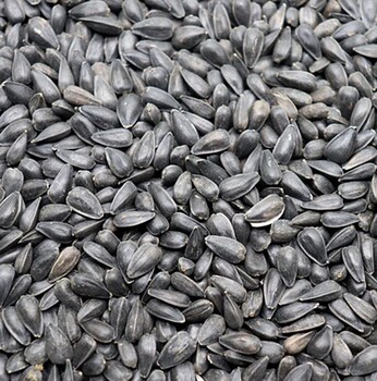 ອາຫານນົກ 1 pound black pearl melon melon seed sunflower seed oil sunflower seed bird food hamster snacks bird food ສົ່ງຟຣີໃນຫລາຍແຂວງ