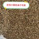 ເມັດ hemp ເມັດຂະຫນາດນ້ອຍລະອຽດ hemp ເມັດ hemp ເມັດ hemp ເມັດນົກອາຫານ parrot ນົກອາຫານອາຫານ hamsters ກະຮອກອາຫານ pigeons
