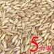 Oats, ເຂົ້າ, ອາຫານນົກ, brome, wheat ປ່າທໍາມະຊາດ, oats, ຜິວຫນັງເສືອ, peony, ອາຫານນົກລົມສີດໍາ, ອາຫານກາງແກ, ສົ່ງຟຣີ