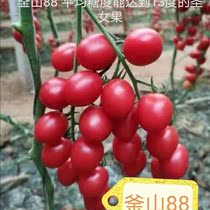 Bulk Busan 88 St Female Fruit Seed Red Little Tomato Seed Sugar Degrees High Taste Good Season Big Field Vegetable Seeds