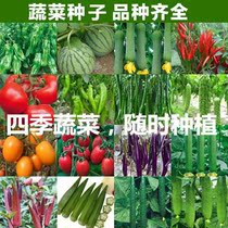 Four Seasons Vegetable Seed Chili pepper St. female fruit tomatoes yellow autumn sunflower Cucumber Bean Corner Miao Melon Tomato Seed Optional