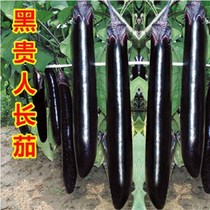 Black Expensive People Long Eggplant Eggplant Seeds Four Seasons Sowing Farmyard Greenhouse High Yield Disease Resistance Spring Purple Red Eggplant Vegetable Seeds