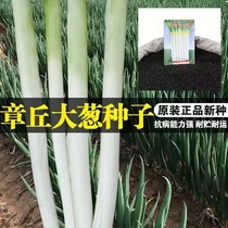 New Pint Long White Strips Scallion Seeds Shandong Zhangqiu Iron Rods Great Indus Spring Onion Seeds High Yield Onion Seeds Vegetable Seeds