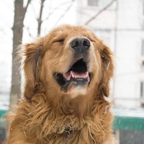 (Mad Sheng Dance Pavilion) in-store postage