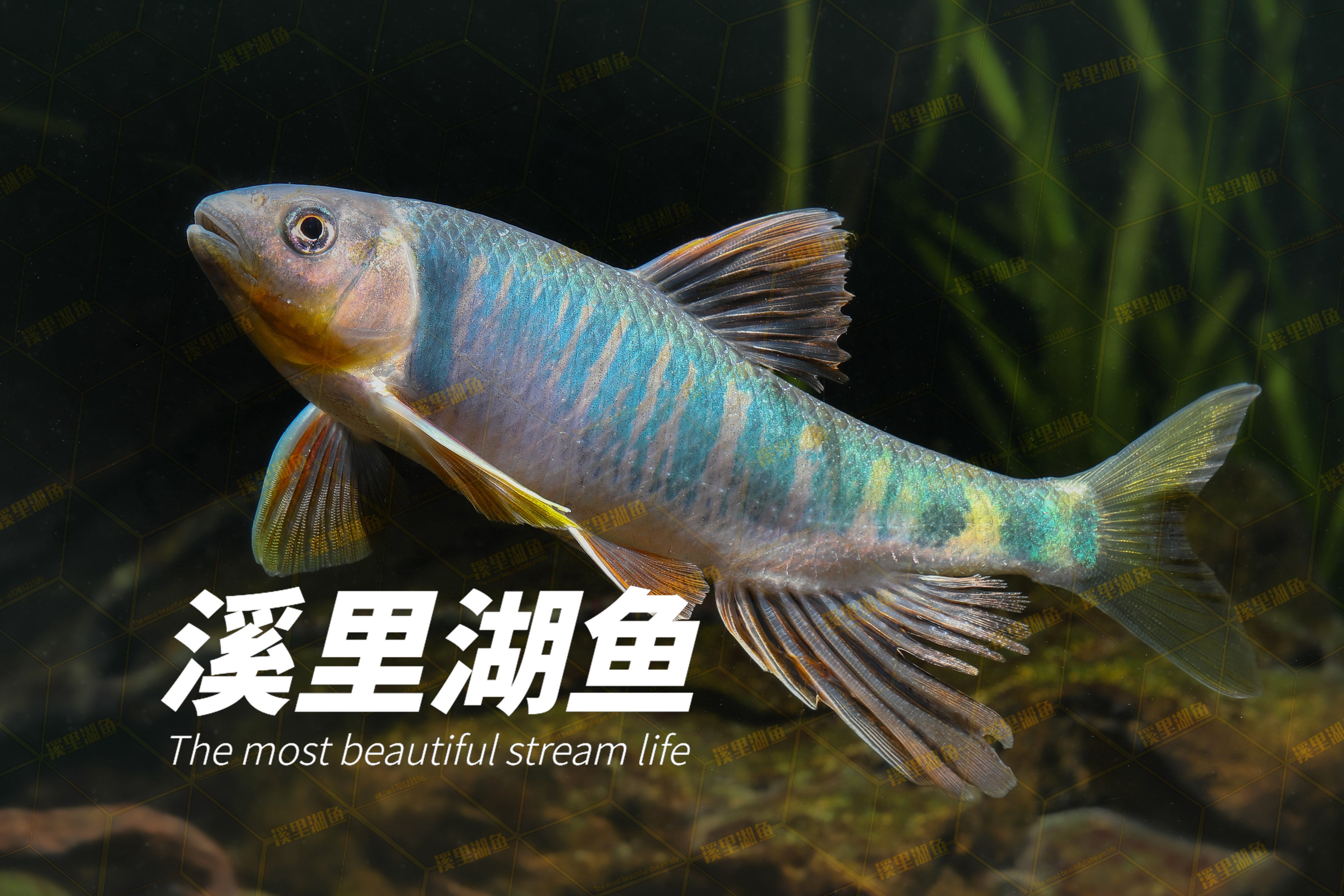 Long-finned Lap, Xige Peach Blossom Fish, Native Cold Water Fish School Swimming Ornamental Fish