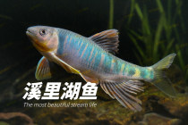 Long-finned Lap Xige Peach Blossom Fish Native Cold Water Fish School Swimming Ornamental Fish