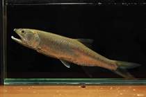 Long-mouthed raccoon ferocious group of swimming fish original ecological freshwater fish horse mouth is easy to maintain and support unheated stream cold water ornamental fish