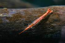 Black-shell red-nosed shrimp freshwater live aquatic weed algae removal ornamental shrimp fish grass tank shrimp live new precious rhinoceros rice shrimp