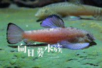 Guangdong purple fin sucking loach broad-headed sucking loach native fish