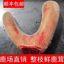 2023 glittering fresh plum blossom deer antler whole branches fresh and new cuts of Jilin Antler slices of piantler blood wine