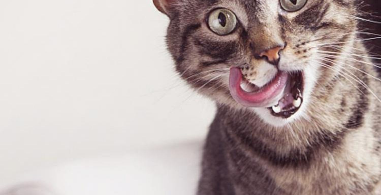 3 chai viên canxi cho mèo Wei Shiwei đa chiều taurine chế phẩm sinh học chứa vi khuẩn lysine - Cat / Dog Health bổ sung 	sữa bột cho chó con 1 tháng tuổi
