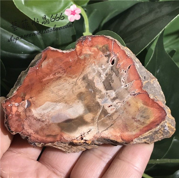 天然木化石原石樹化石片原石擺件礦物標本中小款一物一圖標價是基本價 具體咨詢賣家 Yahoo奇摩拍賣