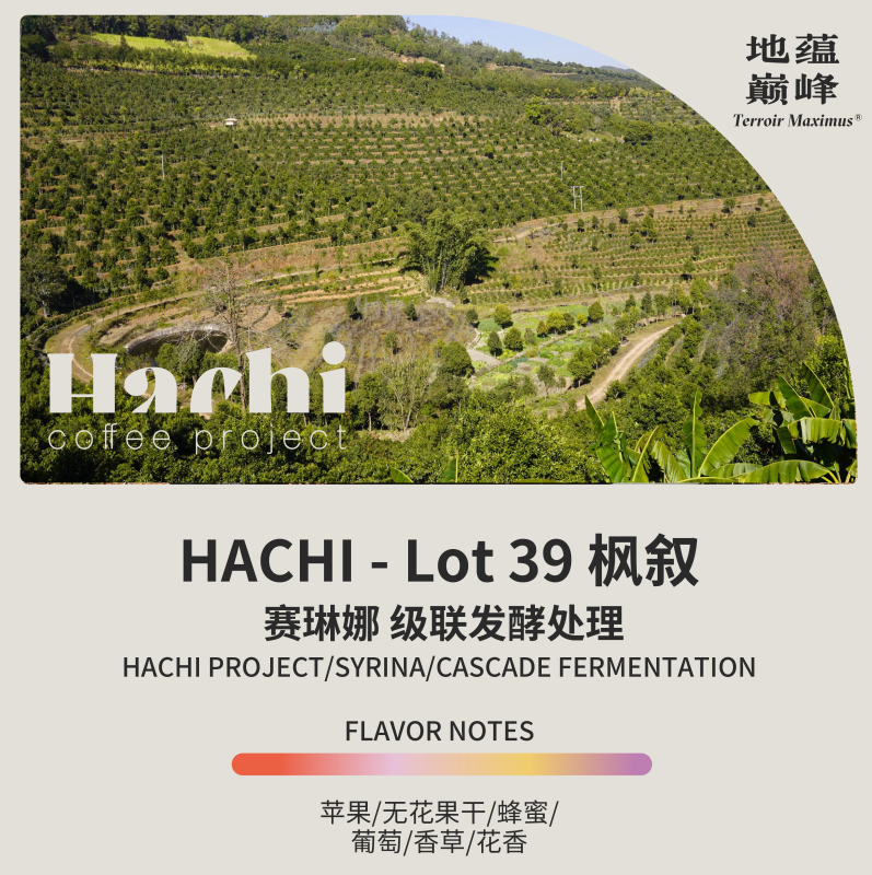 China Yunnan Hachi Fengxu 26 Harvest Season Serena Bean Grade Cascade Fermentation Coffee Green Beans | The Peak of the Earth's Wealth